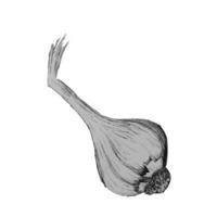 Garlic. Hand drawn vector illustration