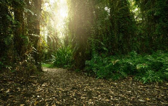 Serene forest path in summer. Green forest and forest trail. Tropical jungle adventure. Green trees capture CO2. Carbon neutrality and net zero emissions concept. Sustainable green environment. photo
