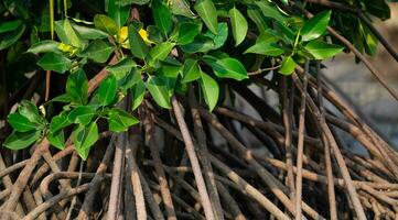 Stilt or prop roots of mangrove trees with green leaves on the mangrove forest. Mangrove aerial roots. Supporting stilt roots of mangrove trees. Root system of mangroves. Blue carbon sink concept. photo