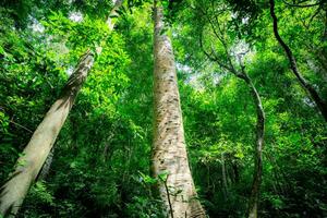 Green trees in forest. Fresh environment. Forest tree with green leaves. Carbon capture in lush jungle Canopy. carbon offset credits. Green trees in carbon neutral rainforest ecosystem. Carbon market. photo