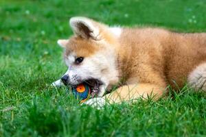 akita inu perrito obras de teatro un pelota en verde césped. al aire libre juegos con mascotas. japonés perro, perro de Pomerania foto