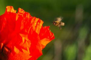 miel abeja en vuelo poliniza un amapola. amapolas son floreciente en el jardín. brillante rojo amapola atrae abejas. de cerca foto