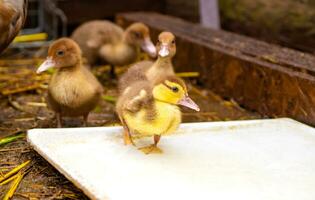 Moscovia patitos Vamos a el alimentación canal a bebida agua. recién nacidos grupo patitos de cerca - riego, alimentación. rebaño. foto