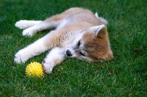 Akita inu puppy plays with a yellow ball on the green grass. Outdoor games with pets in the street. Japanese dog, Spitz photo