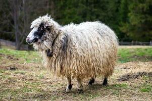 Adult sheep, white with black muzzle, portrait against a forest backdrop. Long-haired fleece. Mountain Carpathian breed. photo