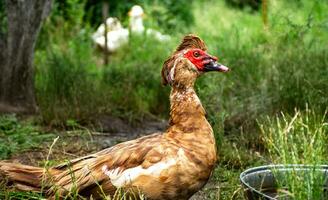 male muscovy duck on the background of meadow grass. photo