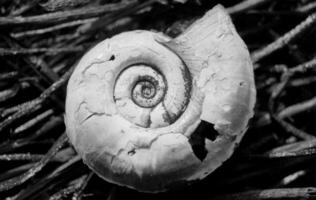 Seashell on a black background macro black and white photo nature imressionism