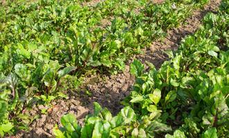 Fresh green leaves of beetroot sowing. A row of green young beet leaves growth in an organic farm. Closeup beetroot leaves growing in the garden. Beetroot foliage field photo