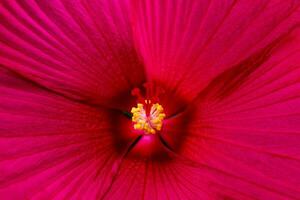 detalles rosado hibisco flor macro fotografía. delicado textura, alto contraste y intrincado floral patrones. floral cabeza en el centrar de el marco, flor centro, estambre, pistilo foto