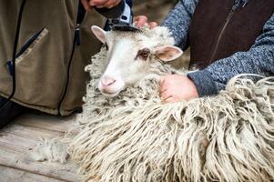 Shearing the wool of sheep. Close-up. farmer shearing the head of sheep with an electric machine. photo