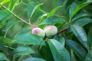 Unripe peach fruit hanging on a tree branch, the ripening process. The ripening of the harvest of peaches in the orchard. Waiting for the harvest at sunset. photo