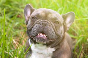 young bulldog walks in the park on the fresh grass. Close-up. Portrait. photo