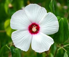 hibisco malváceas, hibisco mosquitos, hibisco trionio pantano blanco hermosa y delicado blanco flor con rosado centrar y blanco como la nieve hojas. variedades disco beldad blanco, luna blanco, antiguo grita. foto