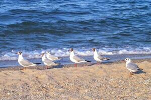 Seagulls walk along the sunny beach in search of food against the backdrop of the sea or ocean. Close-up. A bird of the genus Chroicocephalus. photo