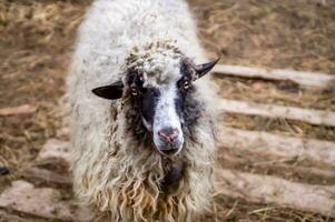 Mountain Carpathian sheep breed. Adult sheep, white with black wool, portrait. Long-haired fleece. Muzzle of sheep. photo