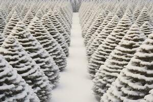 Christmas pine tree farm blanketed in white snow amidst lush fir trees in winter season. Snowy landscape of green pine tree farm field. Xmas tree forest. Winter holiday background. Generative AI. photo