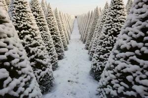 Christmas pine tree farm blanketed in white snow amidst lush fir trees in winter season. Snowy landscape of green pine tree farm field. Xmas tree forest. Winter holiday background. Generative AI. photo