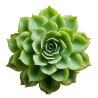 Succulent plant isolated on transparent background, created with generative AI png