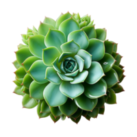 Succulent plant isolated on transparent background, created with generative AI png