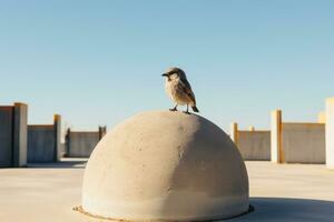 a bird is standing on top of a cement ball generative ai photo