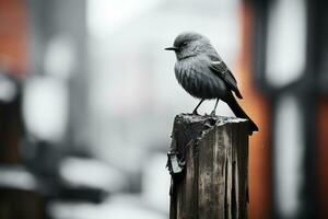 un negro y blanco foto de un pájaro sentado en un de madera enviar generativo ai