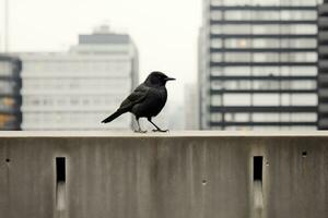 un negro pájaro en pie en un repisa en frente de un ciudad generativo ai foto