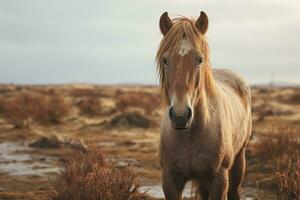 a close up of a horse standing in a field generative ai photo