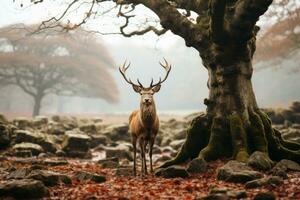 un ciervo soportes en frente de un árbol en un brumoso bosque generativo ai foto