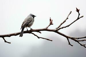 un gris pájaro se sienta en un rama en frente de un brumoso antecedentes generativo ai foto