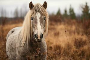 a horse standing in a field generative ai photo