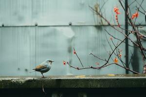 un pequeño pájaro es en pie en el borde de un hormigón pared generativo ai foto