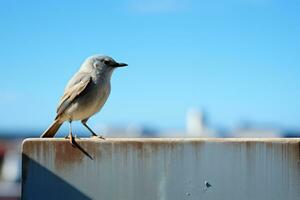 a small bird is standing on top of a wall generative ai photo