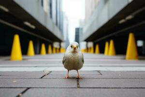 a white bird standing on a sidewalk in front of yellow cones generative ai photo