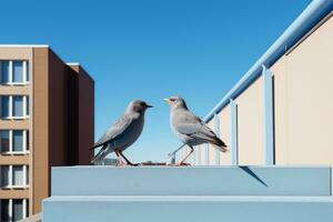 dos aves en pie en un repisa cerca un edificio generativo ai foto