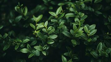 a close up of green leaves on a bush generative ai photo