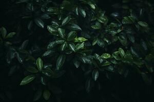 a close up of green leaves on a dark background generative ai photo