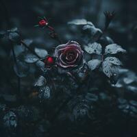 a dark rose with water droplets on it generative ai photo