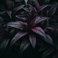 a dark plant with red and purple leaves generative ai photo