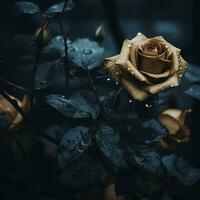 a rose with raindrops on it in the dark generative ai photo