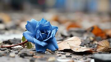 a single blue rose laying on the ground generative ai photo