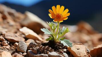 a single orange flower is growing out of the ground generative ai photo