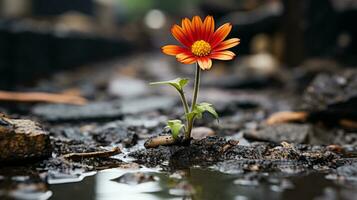 a single orange flower is growing out of the ground in a puddle generative ai photo