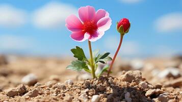 a single pink flower is growing out of the ground generative ai photo