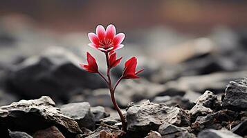 a single red flower growing out of a pile of rocks generative ai photo