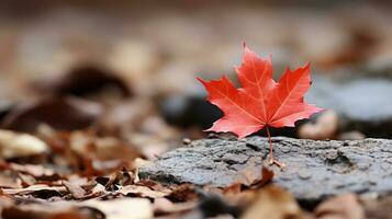 a single red maple leaf sits on top of a pile of fallen leaves generative ai photo