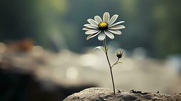 a single white flower is standing on top of a rock generative ai photo