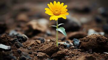 a single yellow flower is growing out of the dirt generative ai photo