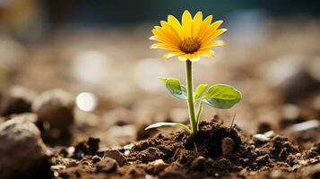 a single yellow flower is growing out of the ground generative ai photo