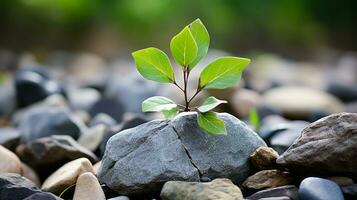 a small green plant is growing out of a rock generative ai photo