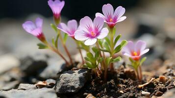 a small group of pink flowers growing out of the ground generative ai photo